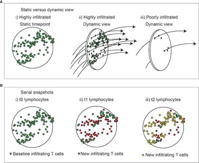 The Dynamic Entropy of Tumor Immune Infiltrates: The Impact of Recirculation, Antigen-Specific Interactions, and Retention on T Cells in Tumors